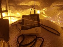 Skywalker X Hindu Kush in A quick Qube