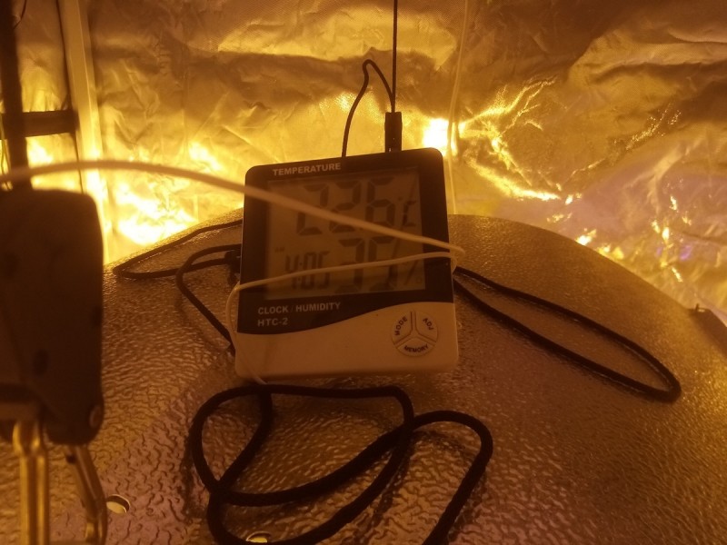 Skywalker X Hindu Kush in A quick Qube