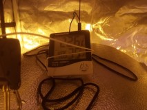 Skywalker X Hindu Kush in A quick Qube