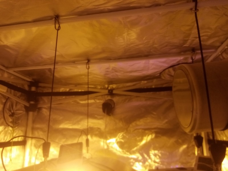 Skywalker X Hindu Kush in A quick Qube