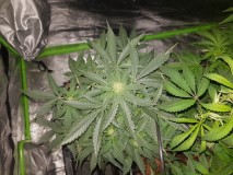 Fast buds gorilla glue auto