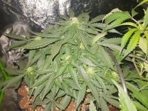 Fast buds gorilla glue auto