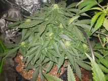 Fast buds gorilla glue auto