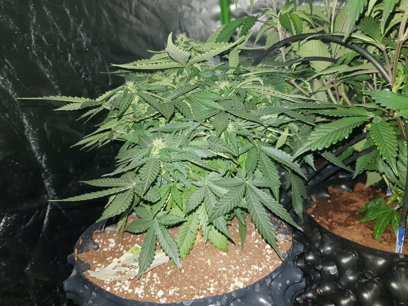 Fast buds gorilla glue auto