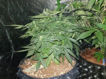 Fast buds gorilla glue auto