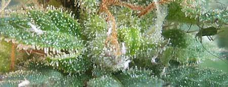 adult-aphid-example-on-cannabis