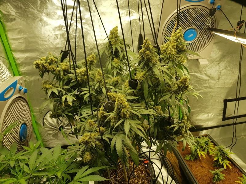 Disco biscuit day 45 days flower 12/12