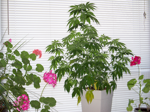 Shawinigan Memories (2014-Apr-7)