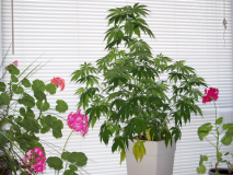 Shawinigan Memories (2014-Apr-7)