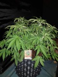 Knockout from Advanced female seeds LST