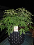 Knockout from Advanced female seeds LST