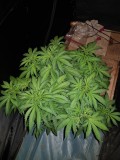 Knockout from Advanced female seeds LST