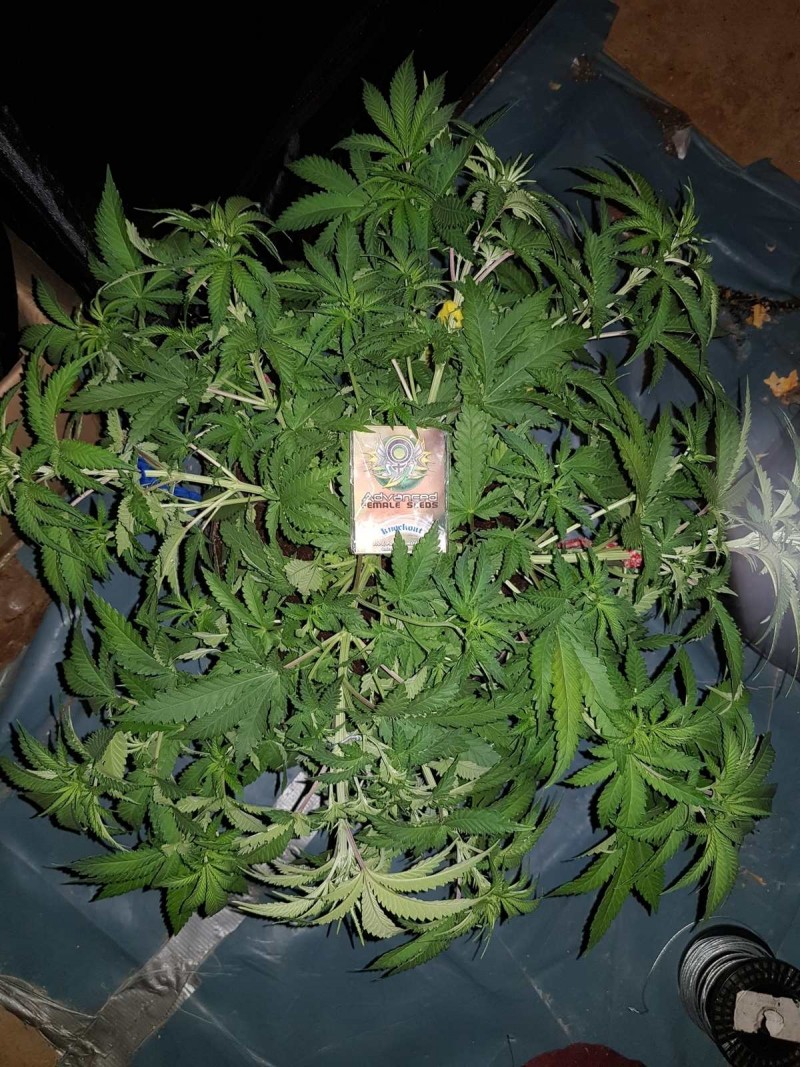 Knockout from Advanced female seeds LST