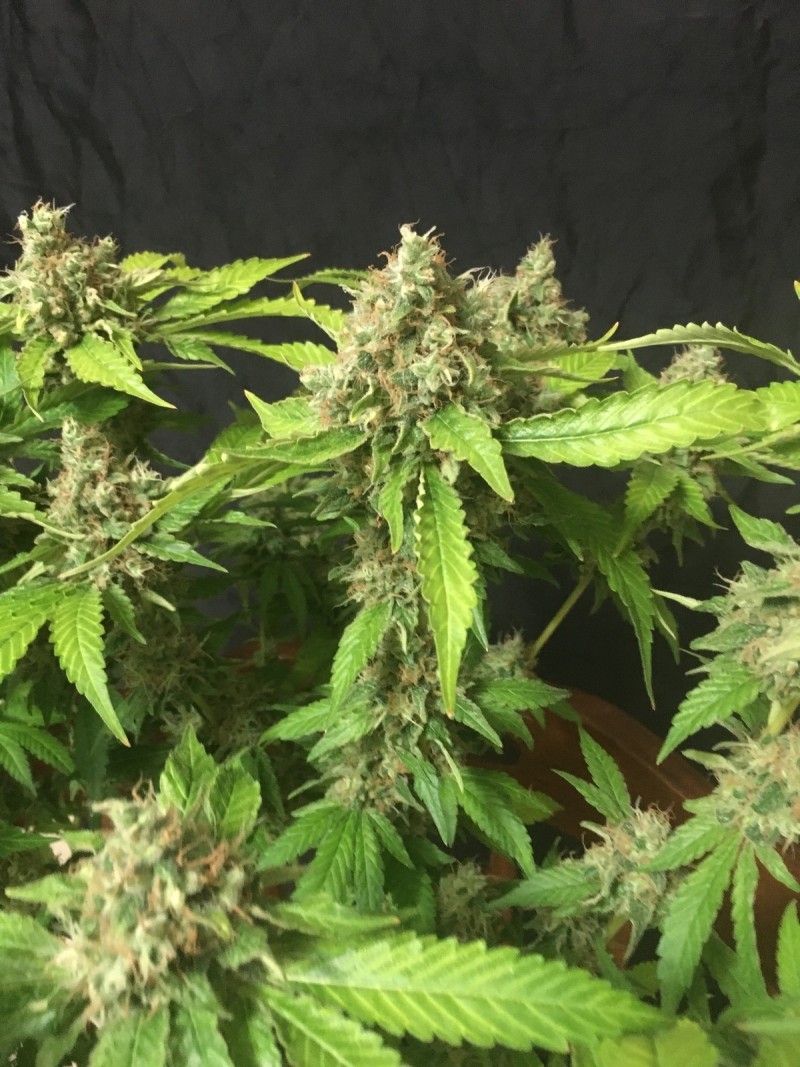 F1ECB6D0-B54B-4C39-8F64-7EE121283637