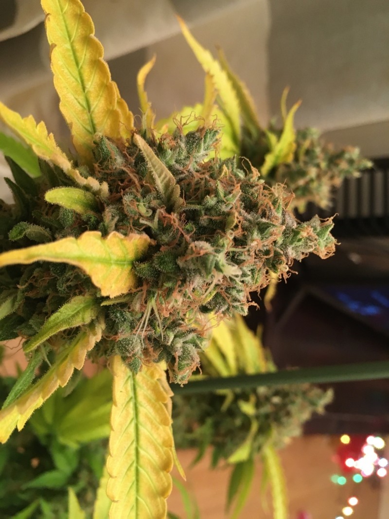 F01BB8E8-A2B7-4C13-86F1-A63762A242A3