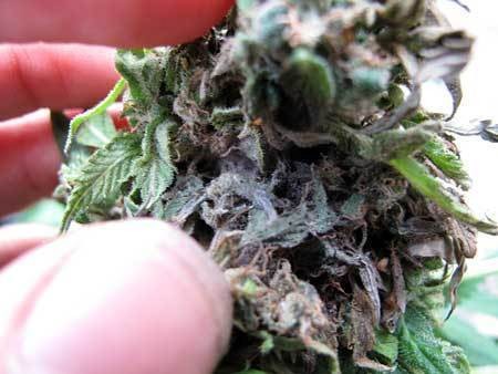bud-rot-mold-damage-sm
