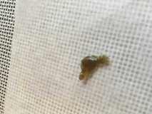 Peyote cookies dry sift rosin press