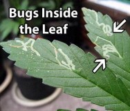 cannabis-leaf-miner-damage-sm