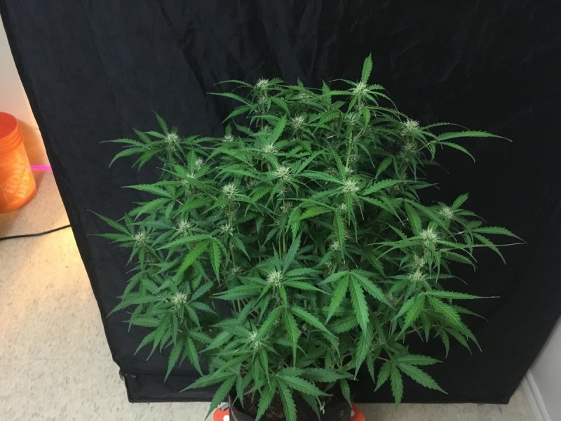 Fruitcake auto