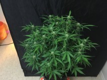 Fruitcake auto