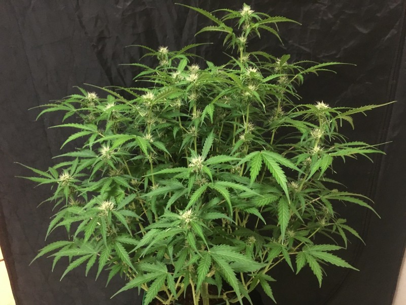 Fruitcake auto