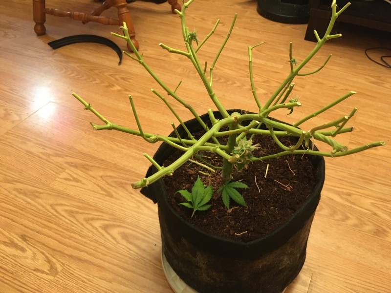 critical impact chop