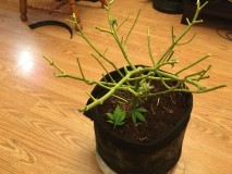 critical impact chop