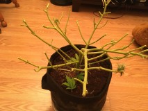 critical impact chop