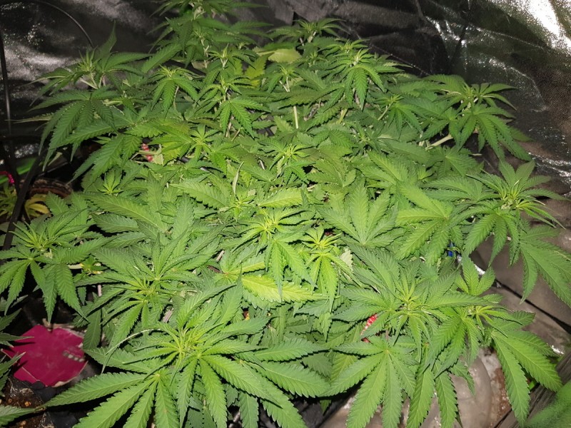 Knockout from Advanced female seeds vegging and LST