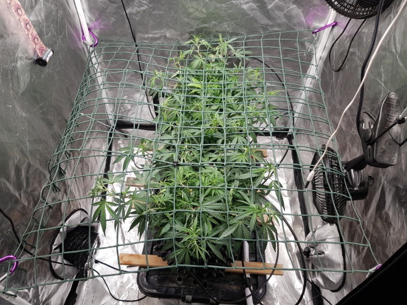 UGORG Disco biscuits scrog training veg