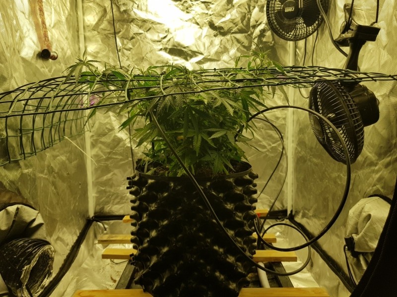 UGORG Disco biscuits scrog training veg