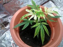 cannabis-potassium-deficiency-overwatered-sm