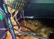 cannabis-root-rot-slime