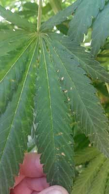 cannabis-wind-leaf-damage-sm