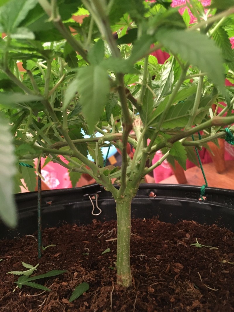 critical mother abuse