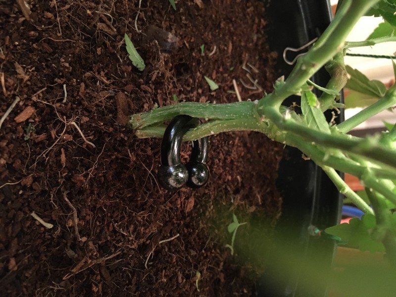 critical mother abuse