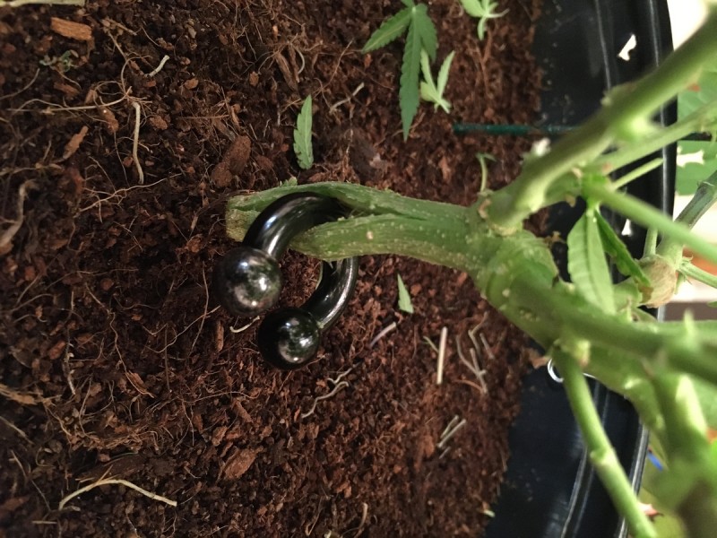 critical mother abuse