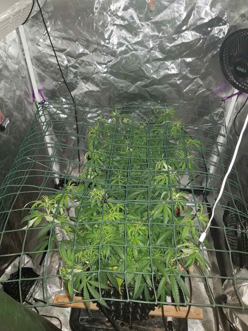 Disco scrog under net thinning