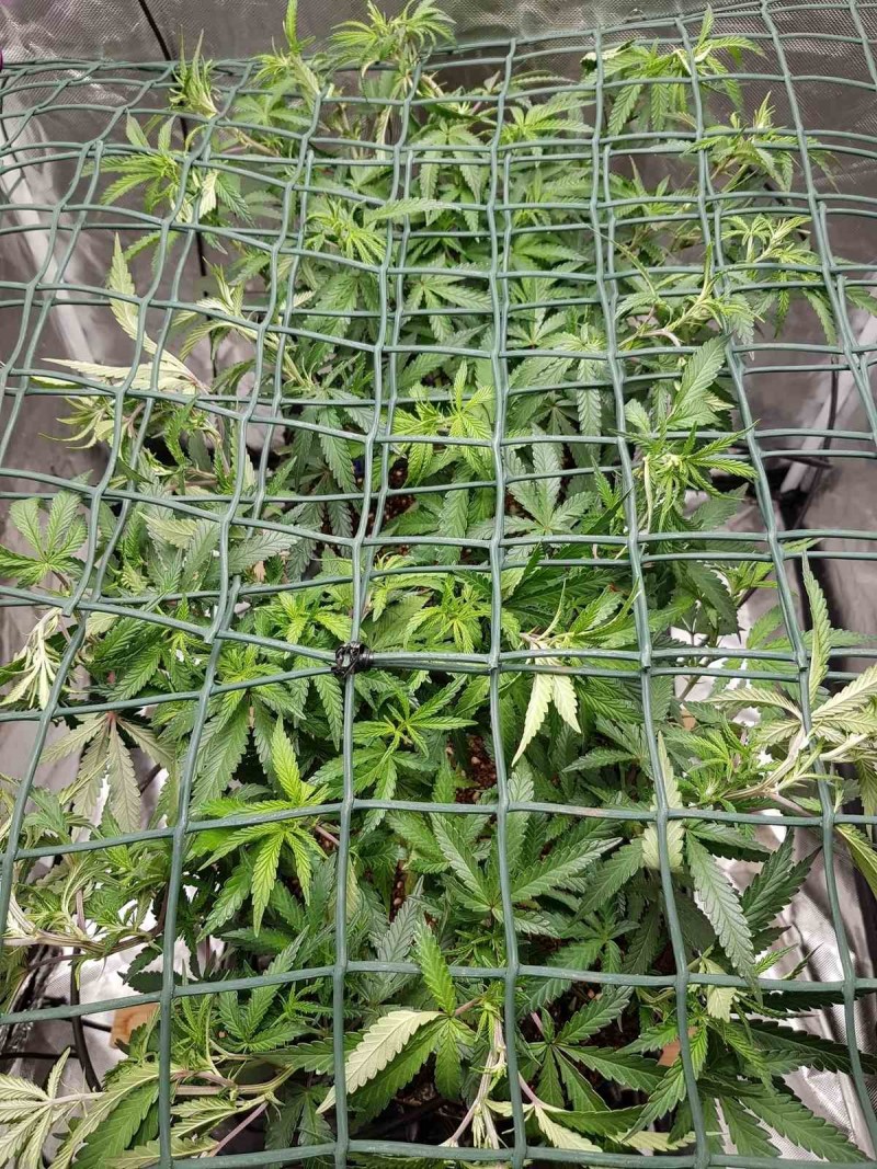 Disco scrog under net thinning