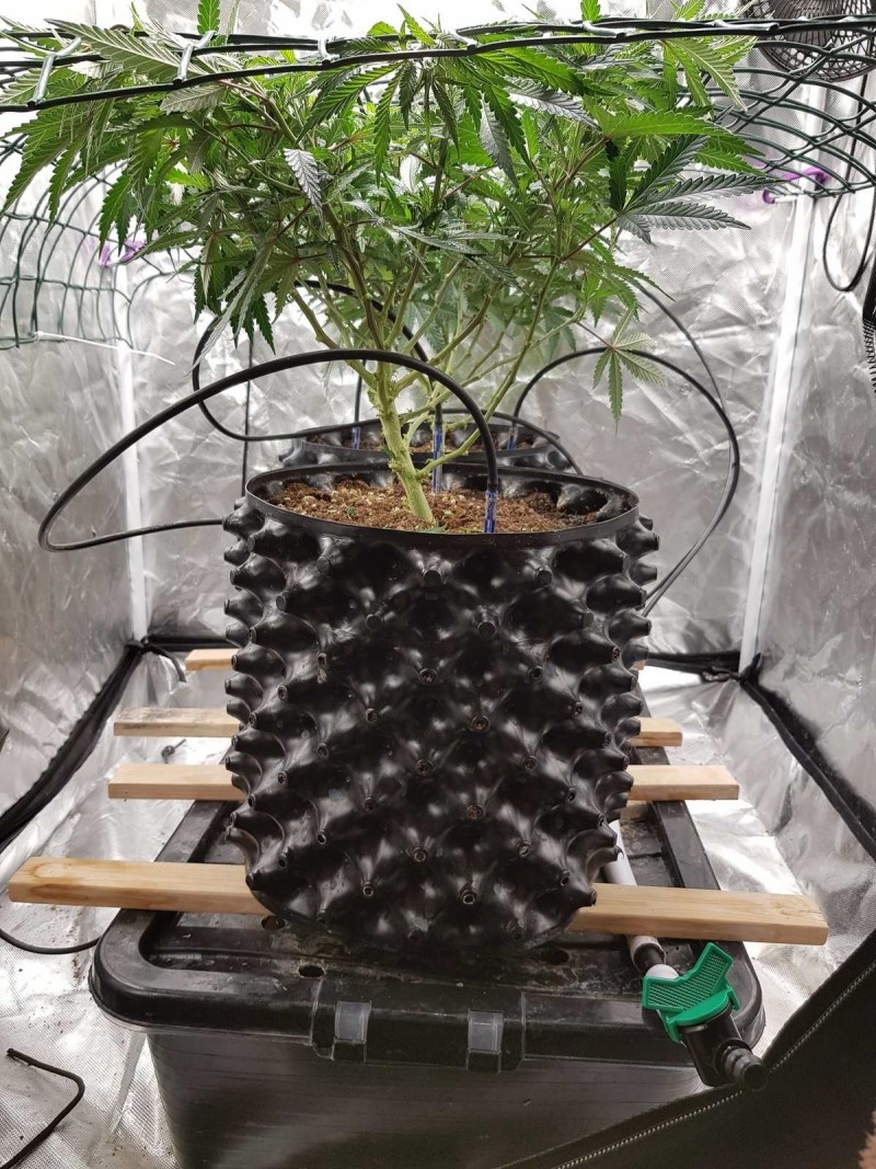 Disco scrog under net thinning