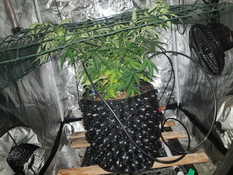 Disco scrog under net thinning