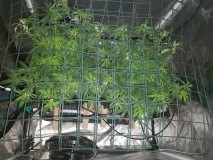 Disco scrog under net thinning