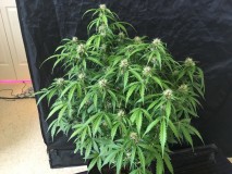 Fruitcake auto
