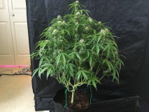 Fruitcake auto