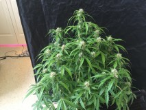 Fruitcake auto