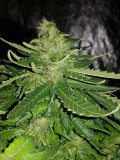 Fast buds gorilla glue auto 4th week of flower