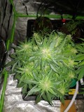 Fast buds gorilla glue auto 4th week of flower