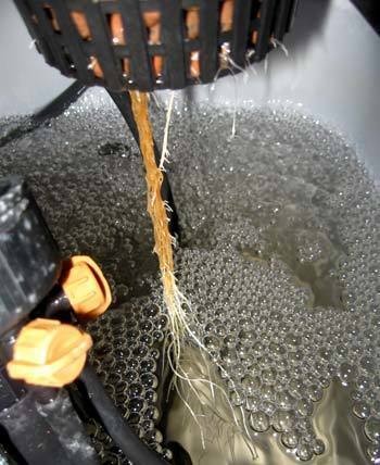 example-marijuana-root-rot-brown-above-the-waterline-sm