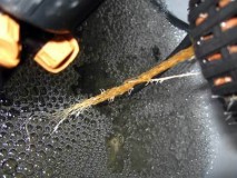 example-mushy-root-rot-colonize-roots-above-water-sm