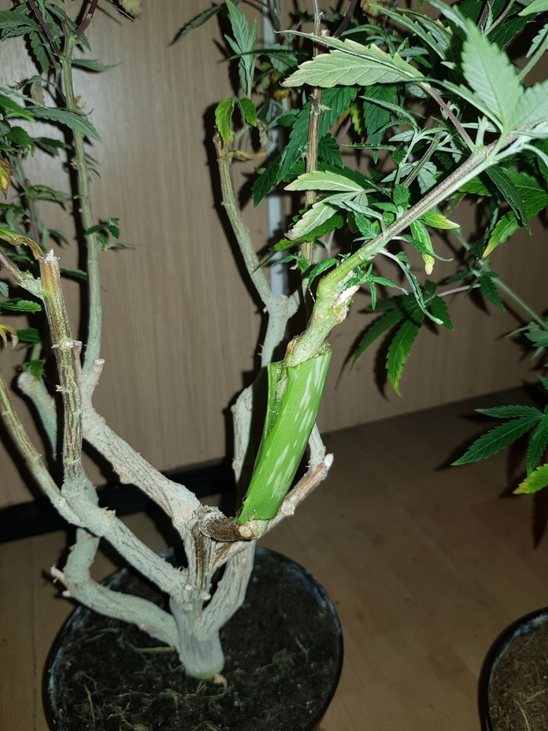 Grafting a multi strain mother plant